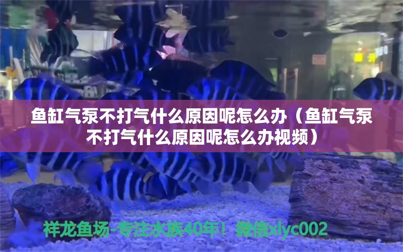 魚缸氣泵不打氣什么原因呢怎么辦（魚缸氣泵不打氣什么原因呢怎么辦視頻） 量子養(yǎng)魚技術(shù)