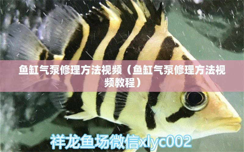 魚缸氣泵修理方法視頻（魚缸氣泵修理方法視頻教程） 祥龍水族醫(yī)院