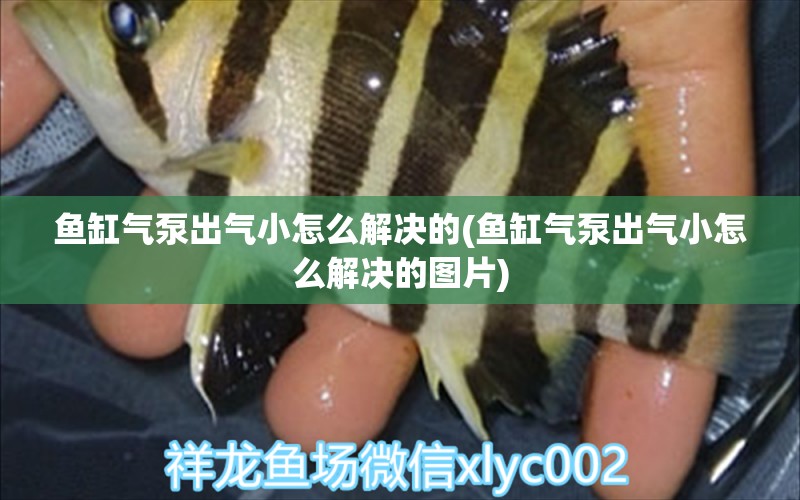 魚缸氣泵出氣小怎么解決的(魚缸氣泵出氣小怎么解決的圖片) 球鯊魚