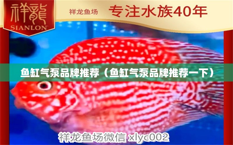 魚缸氣泵品牌推薦（魚缸氣泵品牌推薦一下） 量子養(yǎng)魚技術(shù)