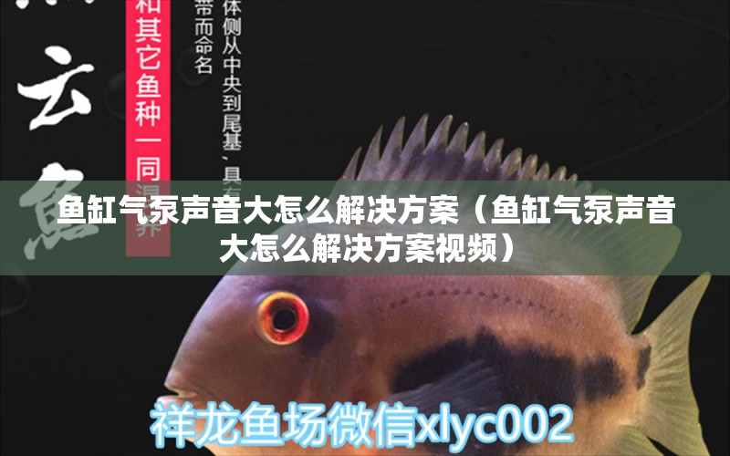 魚缸氣泵聲音大怎么解決方案（魚缸氣泵聲音大怎么解決方案視頻） 祥龍水族醫(yī)院