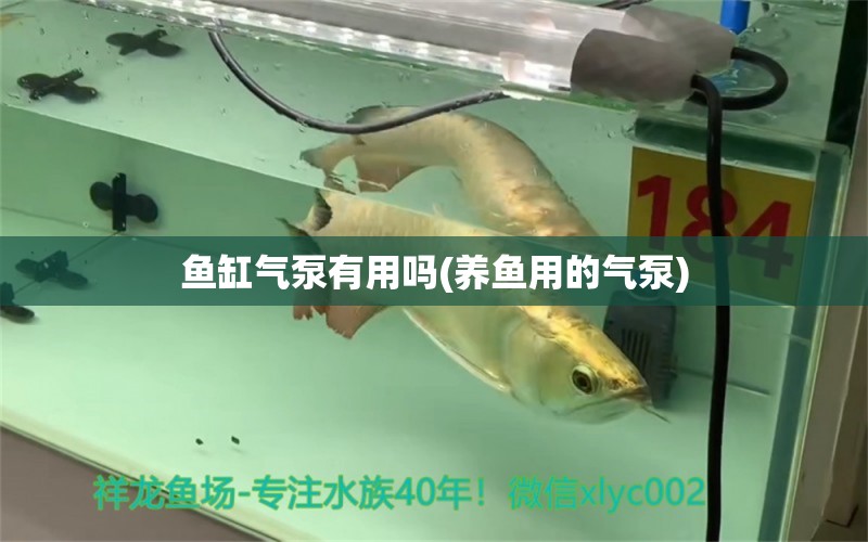 魚(yú)缸氣泵有用嗎(養(yǎng)魚(yú)用的氣泵) 紅尾平克魚(yú)