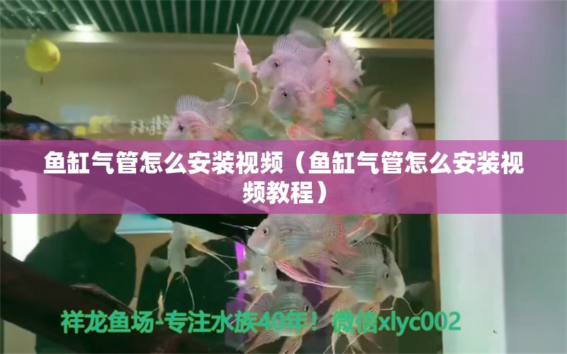 魚缸氣管怎么安裝視頻（魚缸氣管怎么安裝視頻教程） 祥龍水族醫(yī)院