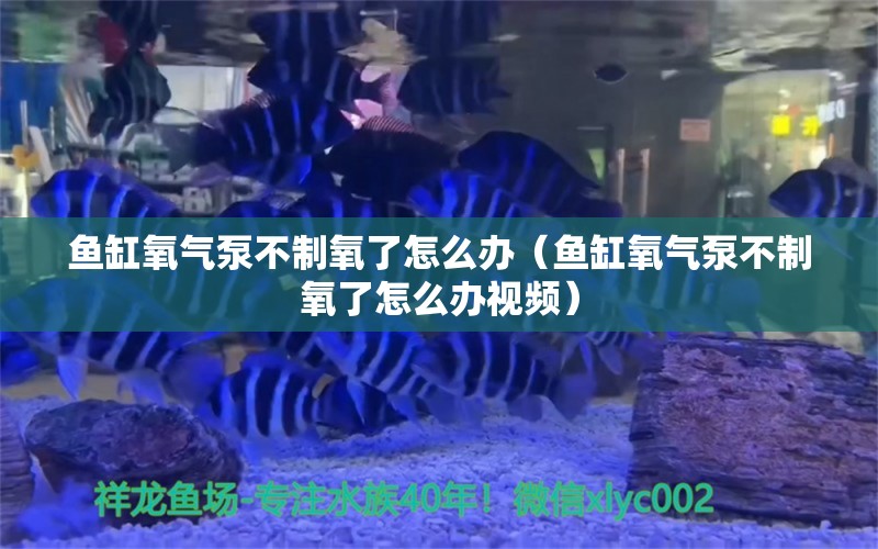 魚(yú)缸氧氣泵不制氧了怎么辦（魚(yú)缸氧氣泵不制氧了怎么辦視頻）