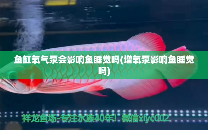 魚缸氧氣泵會(huì)影響魚睡覺嗎(增氧泵影響魚睡覺嗎) 銀龍魚苗