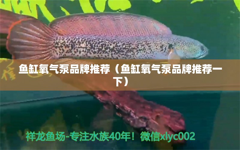 魚缸氧氣泵品牌推薦（魚缸氧氣泵品牌推薦一下）