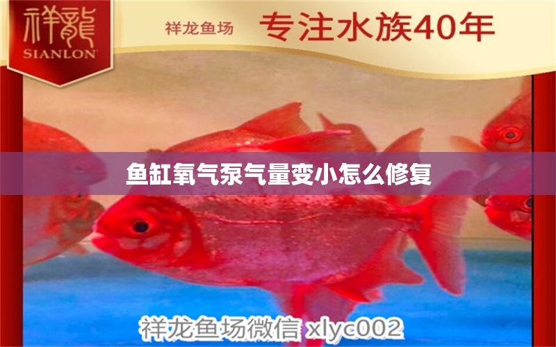 魚缸氧氣泵氣量變小怎么修復(fù) 觀賞魚