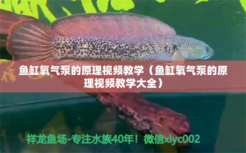 魚缸氧氣泵的原理視頻教學（魚缸氧氣泵的原理視頻教學大全） 祥龍水族醫(yī)院