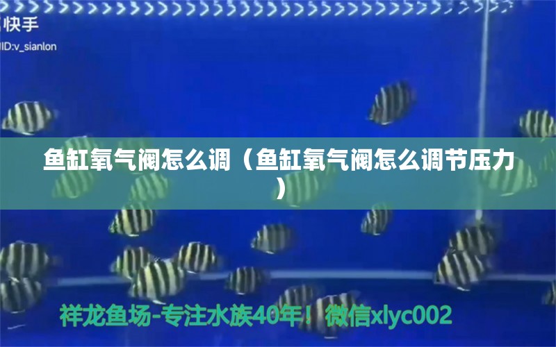 魚缸氧氣閥怎么調(diào)（魚缸氧氣閥怎么調(diào)節(jié)壓力）