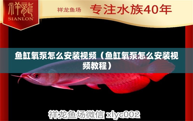 魚缸氧泵怎么安裝視頻（魚缸氧泵怎么安裝視頻教程） 豹紋夫魚苗