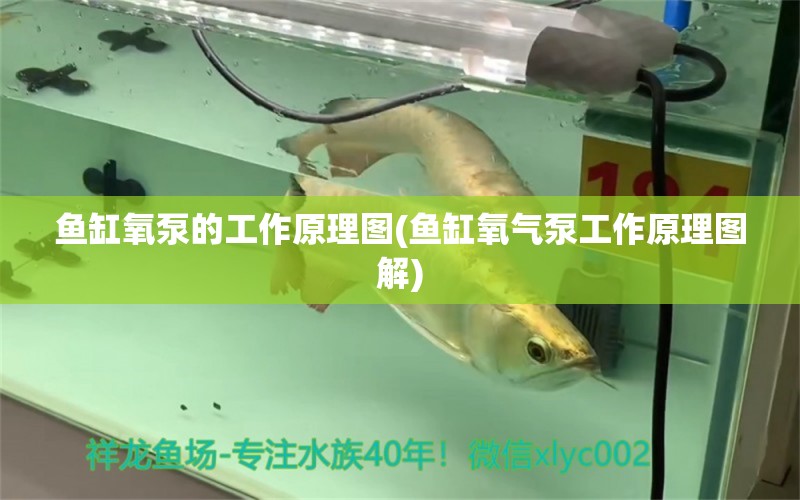 魚缸氧泵的工作原理圖(魚缸氧氣泵工作原理圖解) 水族雜談