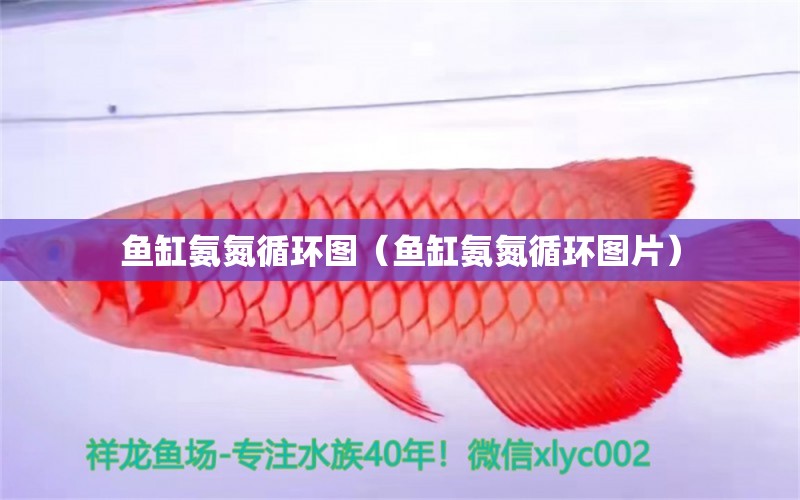 魚缸氨氮循環(huán)圖（魚缸氨氮循環(huán)圖片） 量子養(yǎng)魚技術(shù)