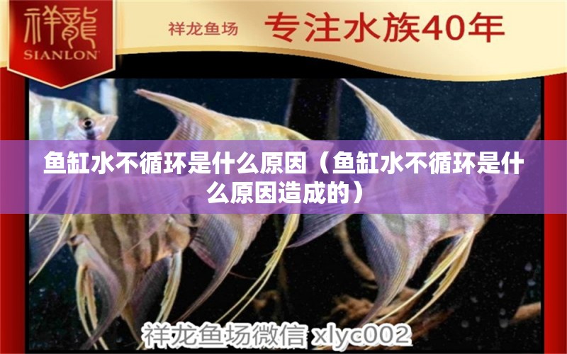 魚缸水不循環(huán)是什么原因（魚缸水不循環(huán)是什么原因造成的）