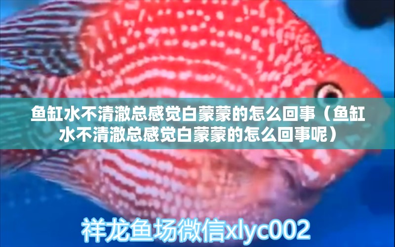 魚缸水不清澈總感覺白蒙蒙的怎么回事（魚缸水不清澈總感覺白蒙蒙的怎么回事呢）