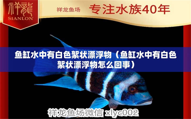 魚缸水中有白色絮狀漂浮物（魚缸水中有白色絮狀漂浮物怎么回事）