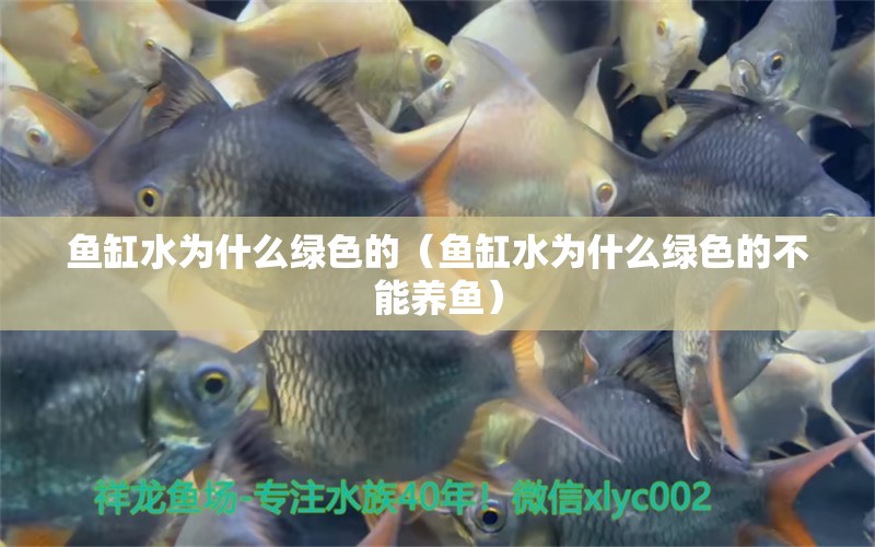 魚缸水為什么綠色的（魚缸水為什么綠色的不能養(yǎng)魚） 觀賞魚批發(fā)