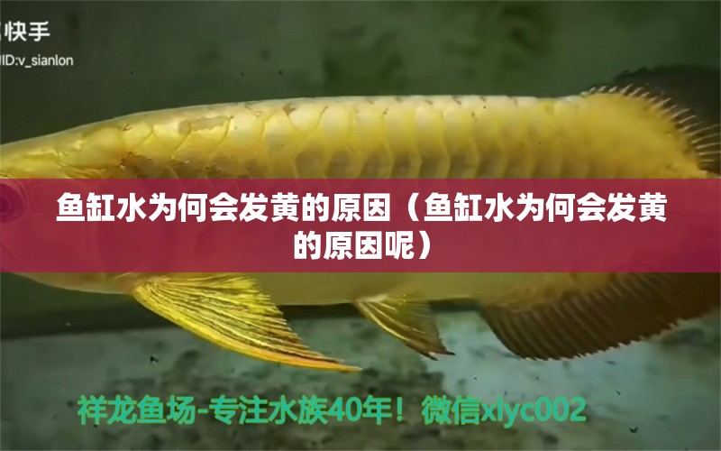 魚缸水為何會發(fā)黃的原因（魚缸水為何會發(fā)黃的原因呢） 觀賞龜/鱉飼料