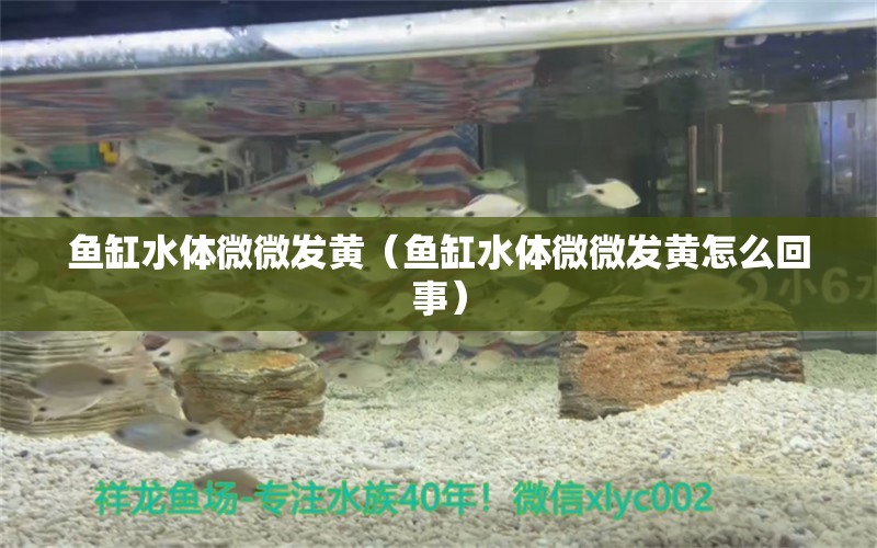 魚(yú)缸水體微微發(fā)黃（魚(yú)缸水體微微發(fā)黃怎么回事） 觀賞魚(yú)市場(chǎng)（混養(yǎng)魚(yú)）