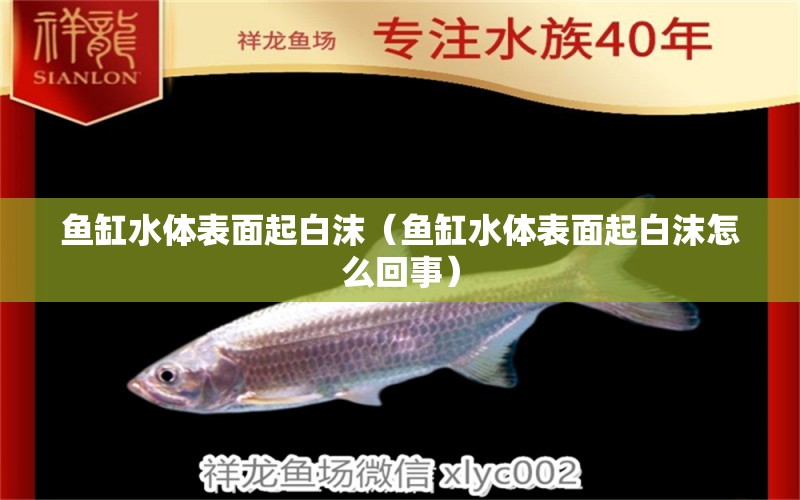 魚缸水體表面起白沫（魚缸水體表面起白沫怎么回事） 祥龍水族醫(yī)院