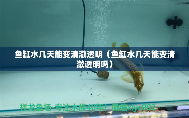 魚缸水幾天能變清澈透明（魚缸水幾天能變清澈透明嗎）