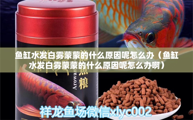 魚缸水發(fā)白霧蒙蒙的什么原因呢怎么辦（魚缸水發(fā)白霧蒙蒙的什么原因呢怎么辦?。? title=