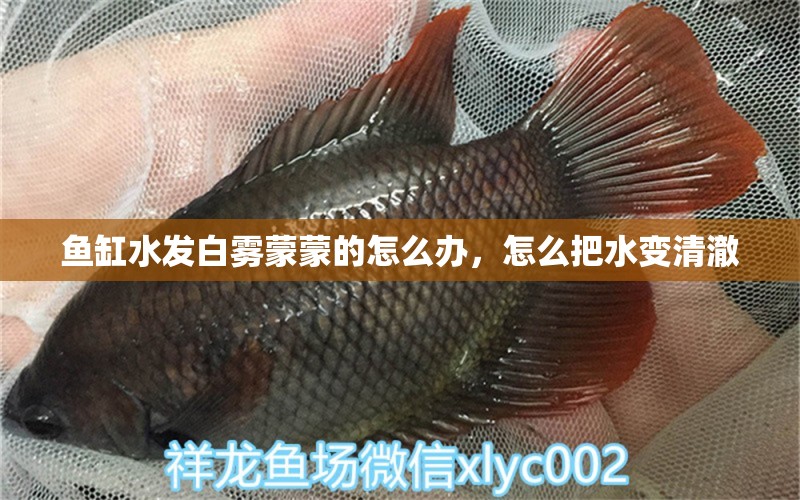 魚缸水發(fā)白霧蒙蒙的怎么辦，怎么把水變清澈 生態(tài)瓶/創(chuàng)意缸/桌面微景缸