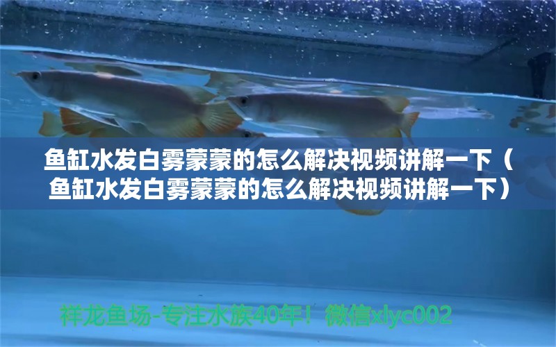 魚缸水發(fā)白霧蒙蒙的怎么解決視頻講解一下（魚缸水發(fā)白霧蒙蒙的怎么解決視頻講解一下）