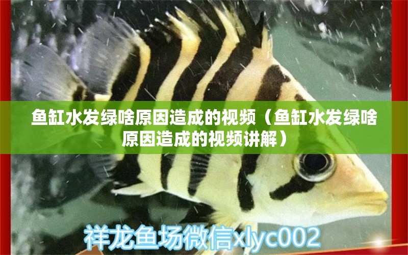 魚(yú)缸水發(fā)綠啥原因造成的視頻（魚(yú)缸水發(fā)綠啥原因造成的視頻講解） 祥龍水族醫(yī)院