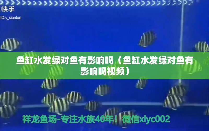 魚缸水發(fā)綠對魚有影響嗎（魚缸水發(fā)綠對魚有影響嗎視頻） 觀賞魚市場（混養(yǎng)魚）