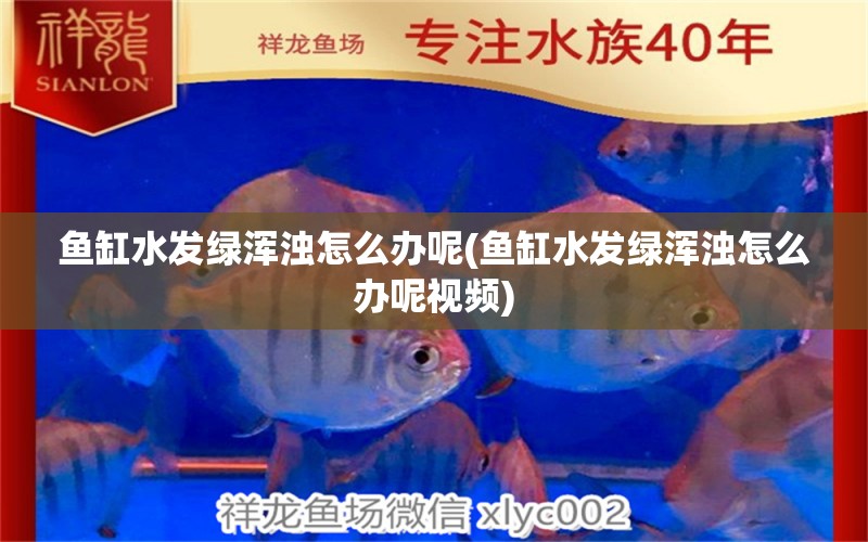 魚缸水發(fā)綠渾濁怎么辦呢(魚缸水發(fā)綠渾濁怎么辦呢視頻) 紅尾平克魚