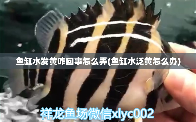 魚缸水發(fā)黃咋回事怎么弄(魚缸水泛黃怎么辦) 銀古魚苗