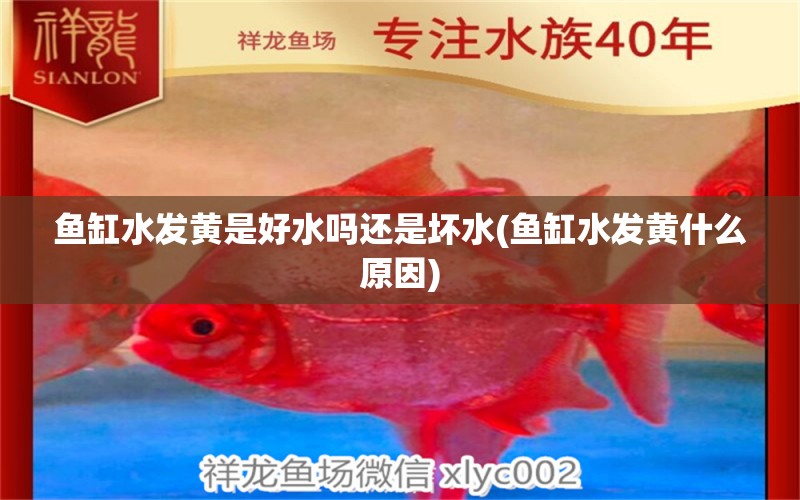 魚缸水發(fā)黃是好水嗎還是壞水(魚缸水發(fā)黃什么原因) 白子關(guān)刀魚