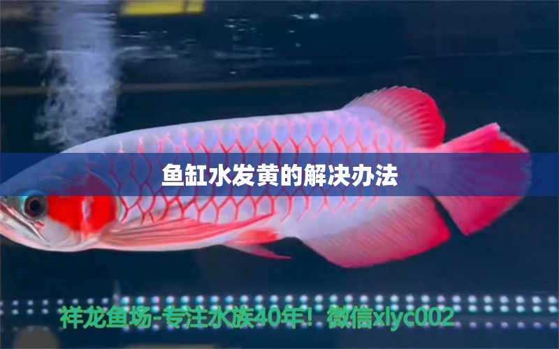 魚缸水發(fā)黃的解決辦法 赤焰中國虎魚