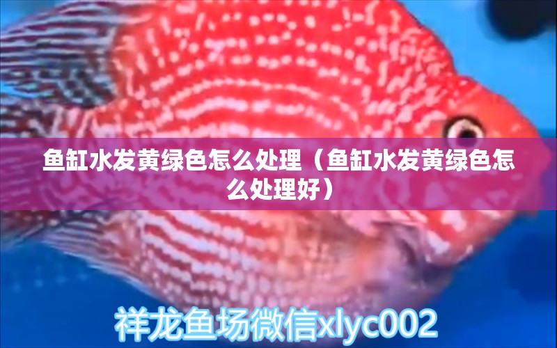 魚缸水發(fā)黃綠色怎么處理（魚缸水發(fā)黃綠色怎么處理好）