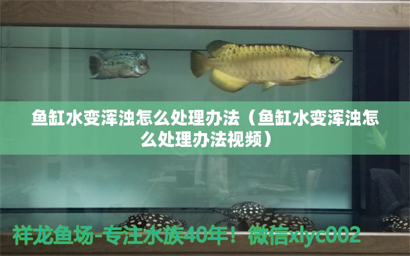 魚缸水變渾濁怎么處理辦法（魚缸水變渾濁怎么處理辦法視頻）