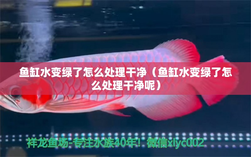 魚缸水變綠了怎么處理干凈（魚缸水變綠了怎么處理干凈呢）