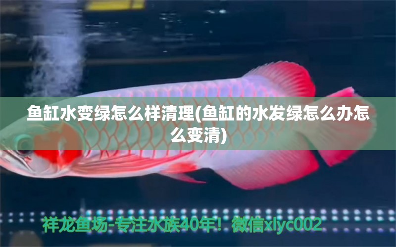 魚缸水變綠怎么樣清理(魚缸的水發(fā)綠怎么辦怎么變清) 短身紅龍魚