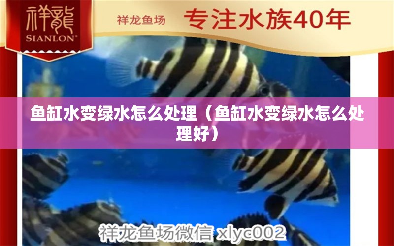 魚缸水變綠水怎么處理（魚缸水變綠水怎么處理好） 祥龍水族醫(yī)院