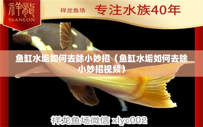 魚缸水垢如何去除小妙招（魚缸水垢如何去除小妙招視頻）