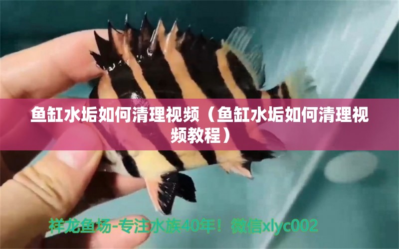 魚缸水垢如何清理視頻（魚缸水垢如何清理視頻教程）