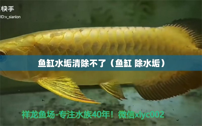 魚(yú)缸水垢清除不了（魚(yú)缸 除水垢） 一眉道人魚(yú)苗