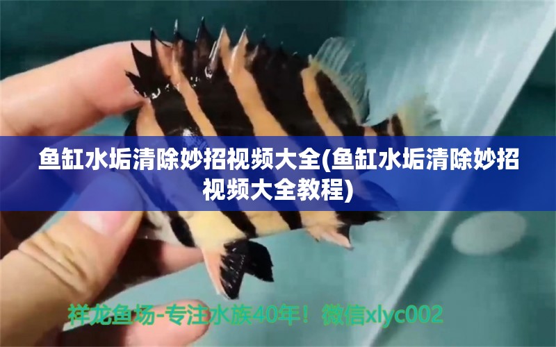 魚缸水垢清除妙招視頻大全(魚缸水垢清除妙招視頻大全教程) 廣州觀賞魚魚苗批發(fā)市場