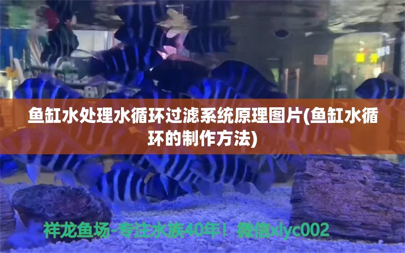 魚缸水處理水循環(huán)過濾系統(tǒng)原理圖片(魚缸水循環(huán)的制作方法) 羅漢魚 第1張