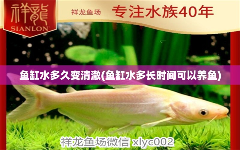 魚缸水多久變清澈(魚缸水多長時間可以養(yǎng)魚) 女王大帆魚苗