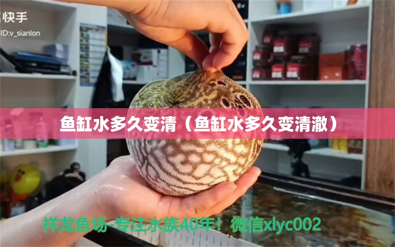 魚缸水多久變清（魚缸水多久變清澈） 非洲象鼻魚