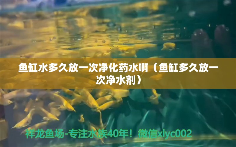 魚缸水多久放一次凈化藥水?。~缸多久放一次凈水劑）