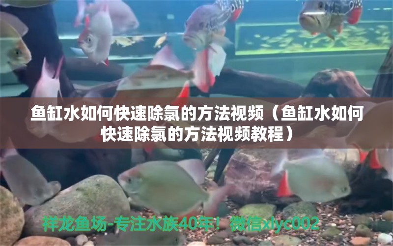 魚缸水如何快速除氯的方法視頻（魚缸水如何快速除氯的方法視頻教程）