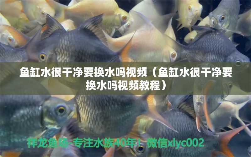 魚缸水很干凈要換水嗎視頻（魚缸水很干凈要換水嗎視頻教程）