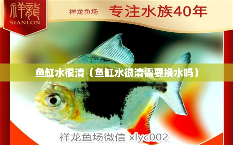 魚缸水很清（魚缸水很清需要換水嗎）