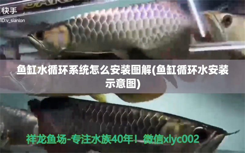 魚缸水循環(huán)系統(tǒng)怎么安裝圖解(魚缸循環(huán)水安裝示意圖)